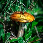 Vakantiepark Lesna Osada Przy Suntago Park *