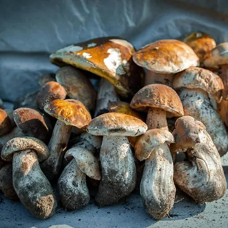 ホリデーパーク Lesna Osada Przy Suntago Park