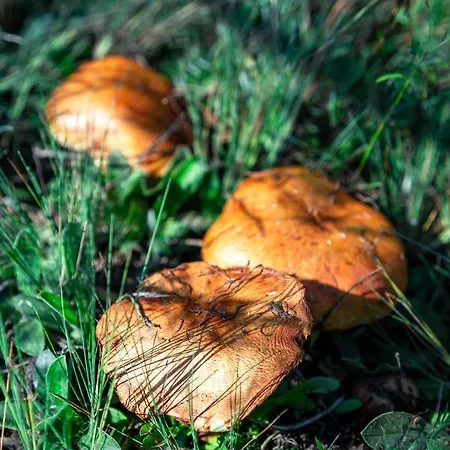 Lesna Osada Przy Suntago Park ホリデーパーク