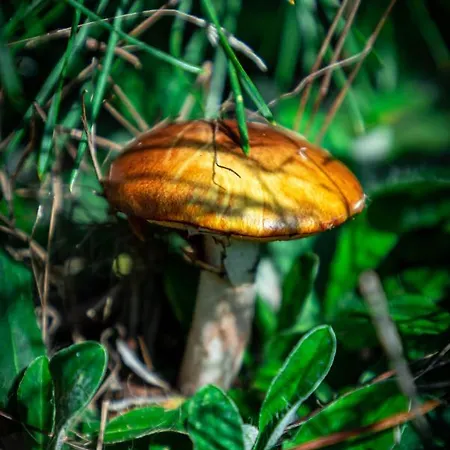 ホリデーパーク Lesna Osada Przy Suntago Park *