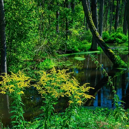 Lesna Osada Przy Suntago Park