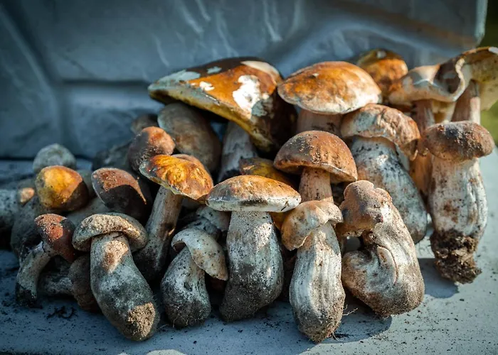 Üdülőpark Lesna Osada Przy Suntago Park