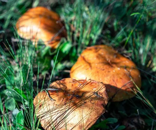 Lesna Osada Przy Suntago Park Üdülőpark