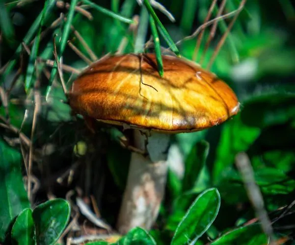 Üdülőpark Lesna Osada Przy Suntago Park *