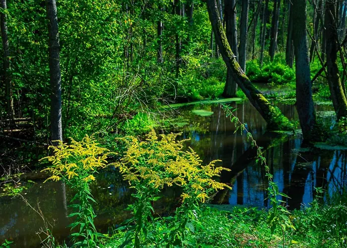 Lesna Osada Przy Suntago Park